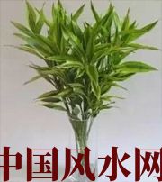 荆门十二生肖养什么植物最旺财运？你知道吗！